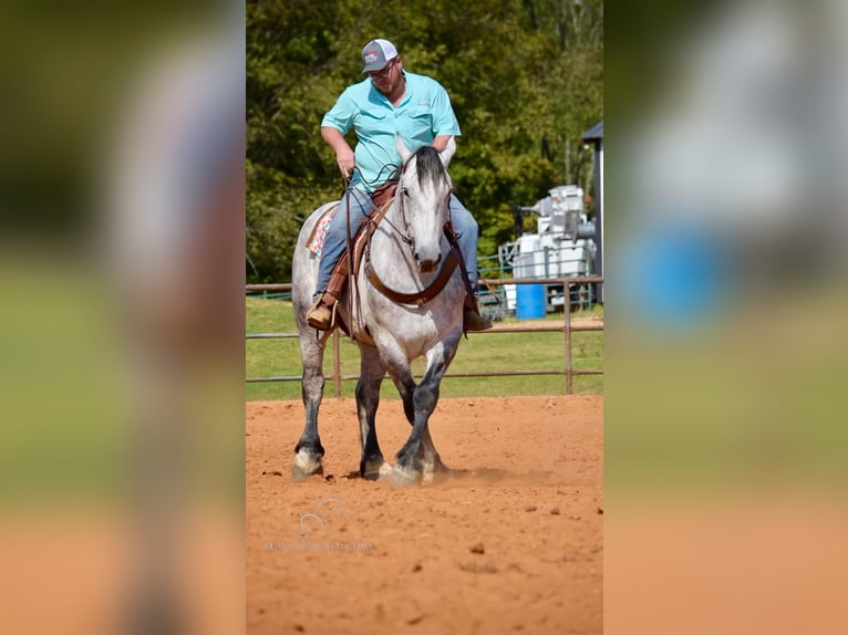 Percherón Caballo castrado 5 años 163 cm Tordo in Tompkinsville, KY