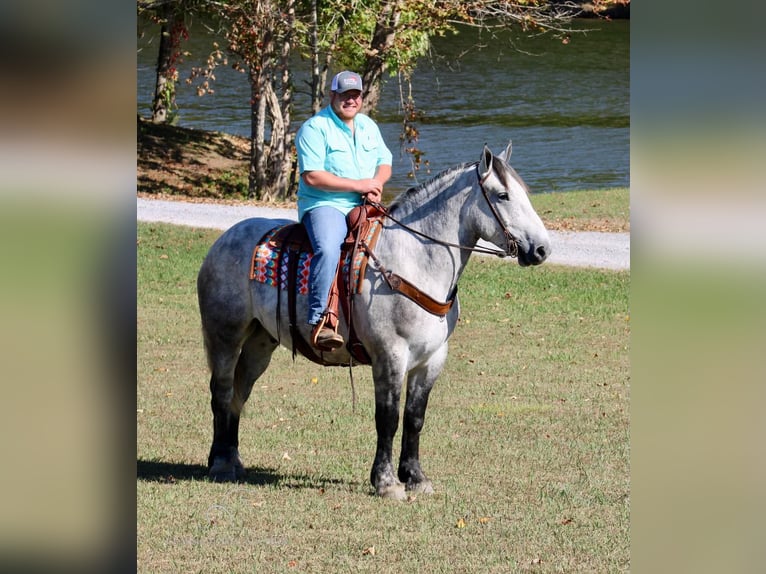 Percherón Caballo castrado 5 años 163 cm Tordo in Tompkinsville, KY