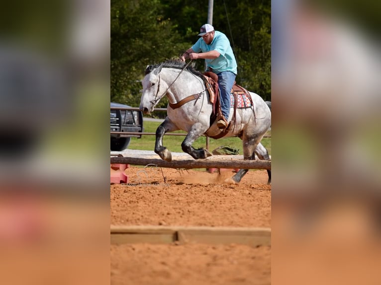 Percherón Caballo castrado 5 años 163 cm Tordo in Tompkinsville, KY