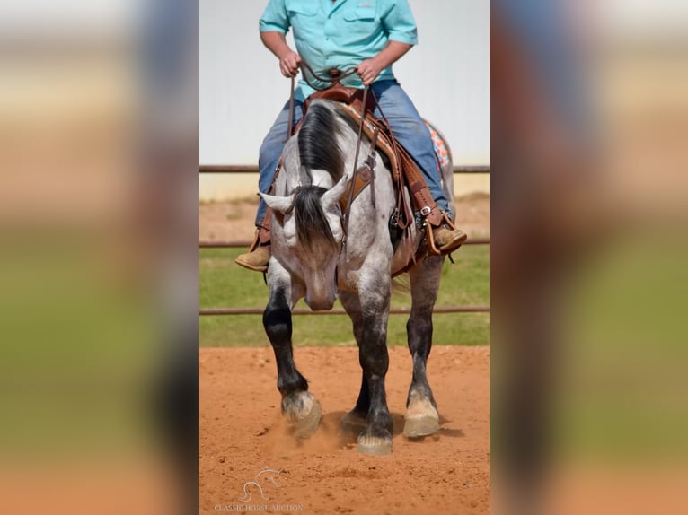 Percherón Caballo castrado 5 años 163 cm Tordo in Tompkinsville, KY