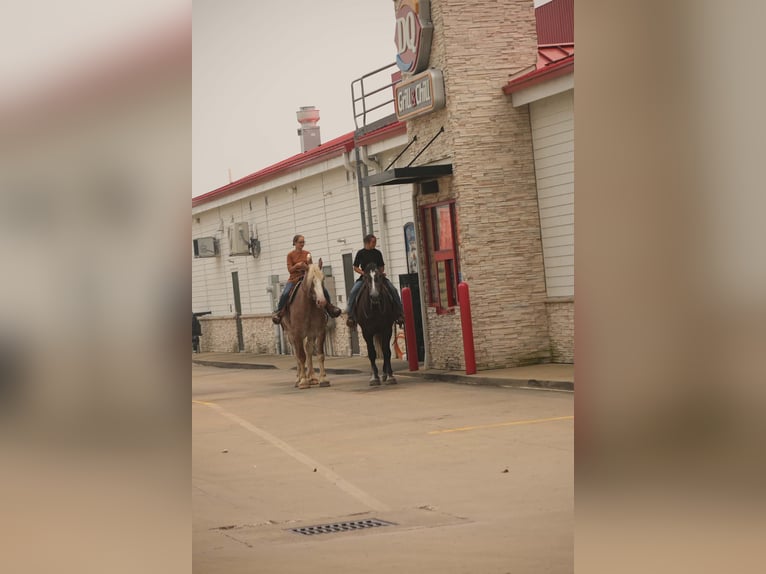 Percherón Mestizo Caballo castrado 5 años 163 cm Tordo in Fresno