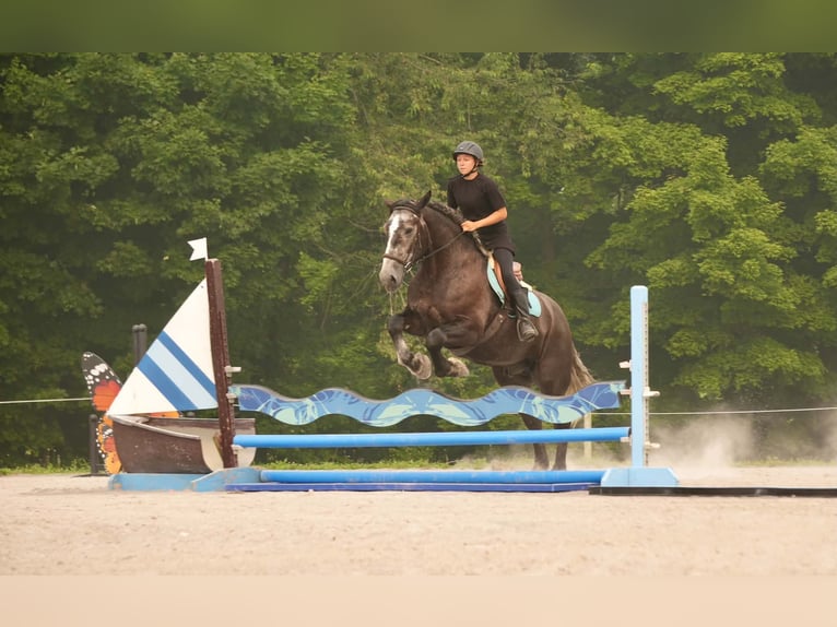 Percherón Mestizo Caballo castrado 5 años 163 cm Tordo in Fresno