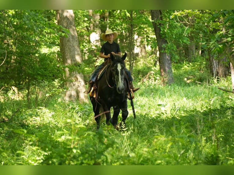 Percherón Mestizo Caballo castrado 5 años 163 cm Tordo in Fresno