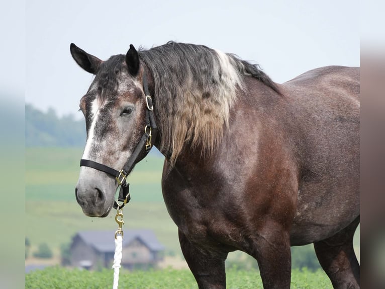 Percherón Mestizo Caballo castrado 5 años 163 cm Tordo in Fresno