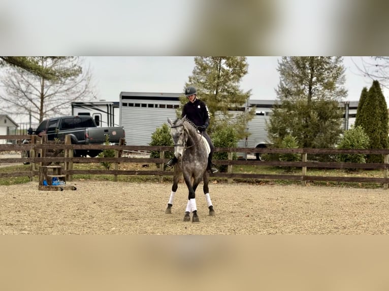 Percherón Mestizo Caballo castrado 5 años 163 cm Tordo in Gap