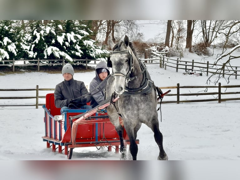 Percherón Mestizo Caballo castrado 5 años 163 cm Tordo in Gap