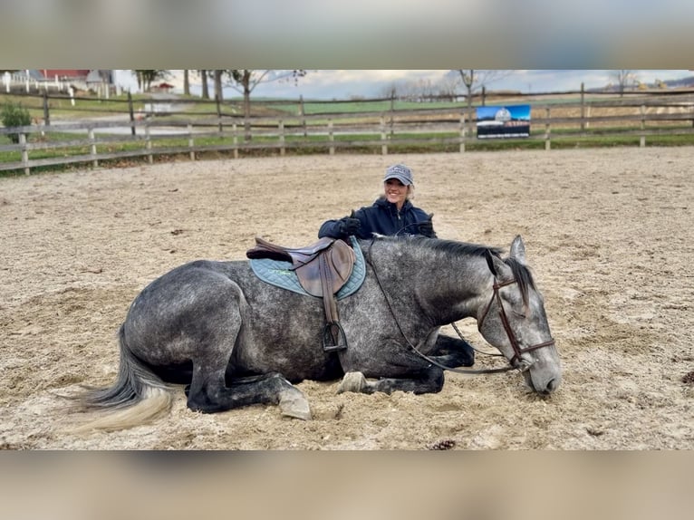 Percherón Mestizo Caballo castrado 5 años 163 cm Tordo in Gap