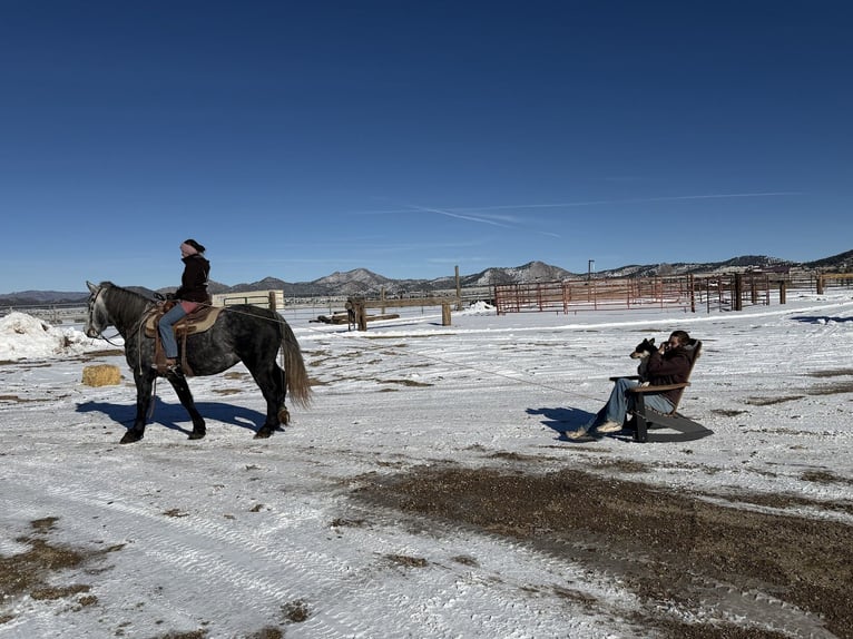 Percherón Mestizo Caballo castrado 5 años 163 cm Tordo in Westcliffe