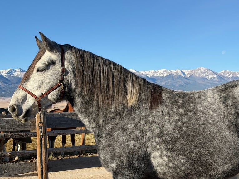 Percherón Mestizo Caballo castrado 5 años 163 cm Tordo in Westcliffe