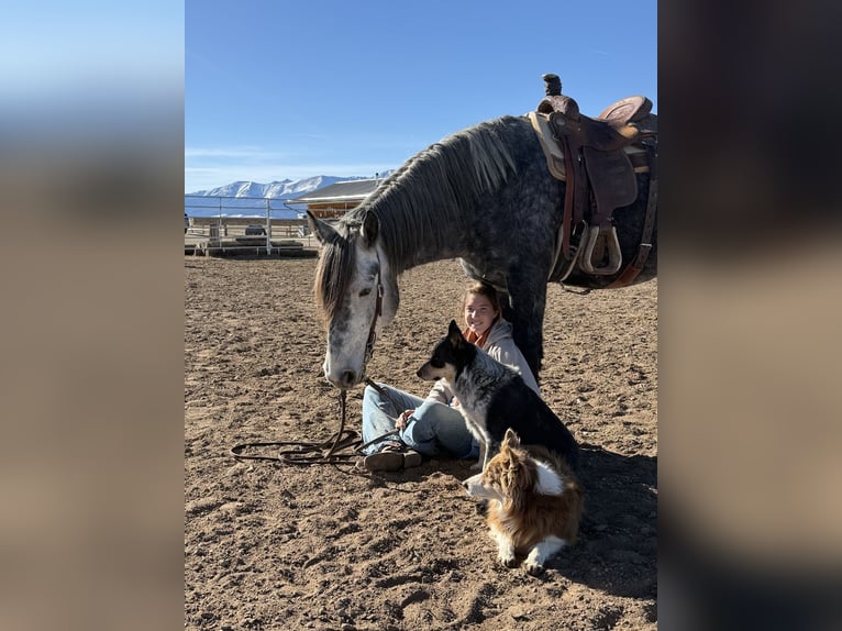 Percherón Mestizo Caballo castrado 5 años 163 cm Tordo in Westcliffe