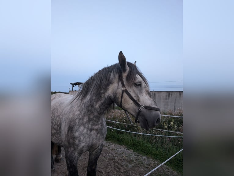 Percherón Caballo castrado 5 años 164 cm Tordo rodado in Aschau am Inn