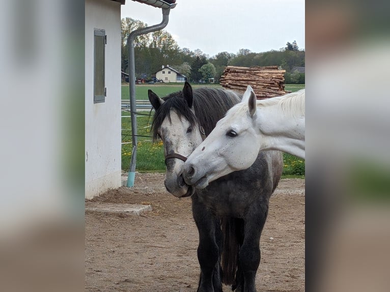 Percherón Caballo castrado 5 años 164 cm Tordo rodado in Aschau am Inn