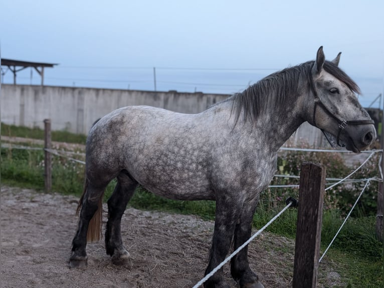 Percherón Caballo castrado 5 años 164 cm Tordo rodado in Aschau am Inn