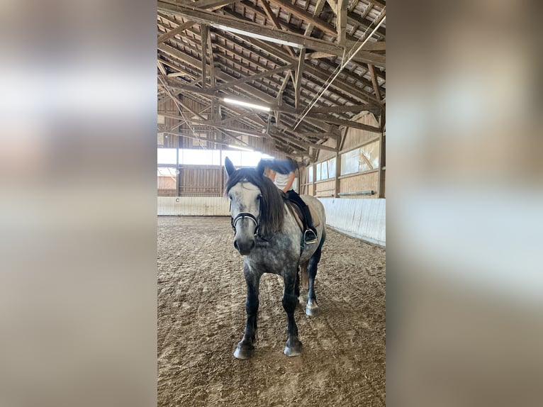 Percherón Caballo castrado 5 años 164 cm Tordo rodado in Aschau am Inn