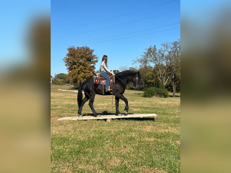 Percherón Mestizo Caballo castrado 5 años 165 cm Negro in Auburn, KY