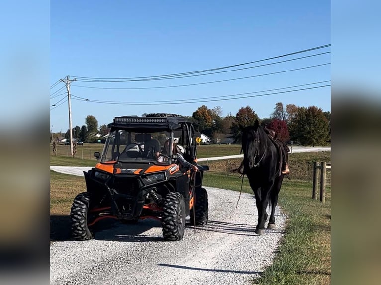 Percherón Mestizo Caballo castrado 5 años 165 cm Negro in Auburn, KY