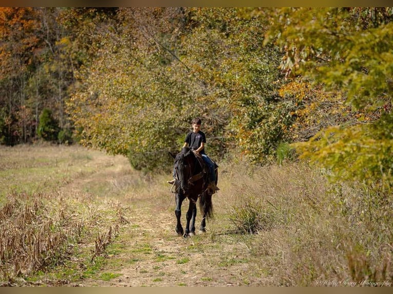 Percherón Mestizo Caballo castrado 5 años 165 cm Negro in Auburn, KY