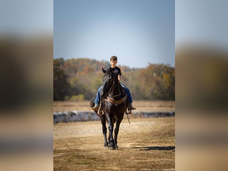 Percherón Mestizo Caballo castrado 5 años 165 cm Negro in Auburn, KY