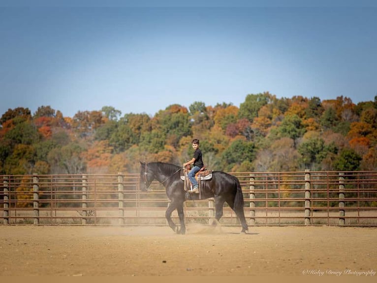 Percherón Mestizo Caballo castrado 5 años 165 cm Negro in Auburn, KY