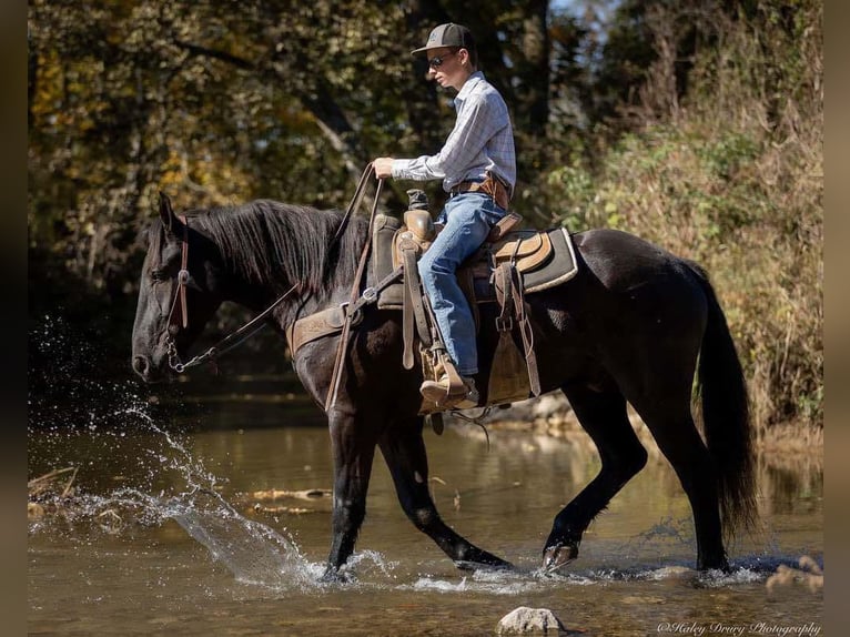 Percherón Mestizo Caballo castrado 5 años 165 cm Negro in Auburn, KY