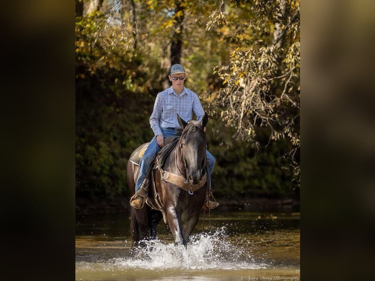 Percherón Mestizo Caballo castrado 5 años 165 cm Negro in Auburn, KY