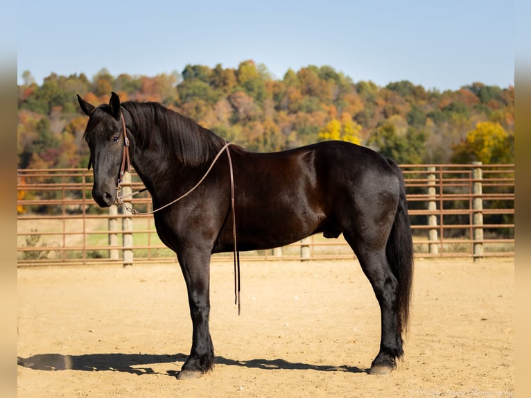 Percherón Mestizo Caballo castrado 5 años 165 cm Negro in Auburn, KY