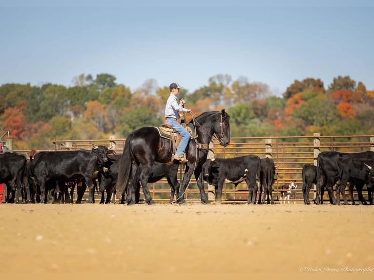 Percherón Mestizo Caballo castrado 5 años 165 cm Negro in Auburn, KY