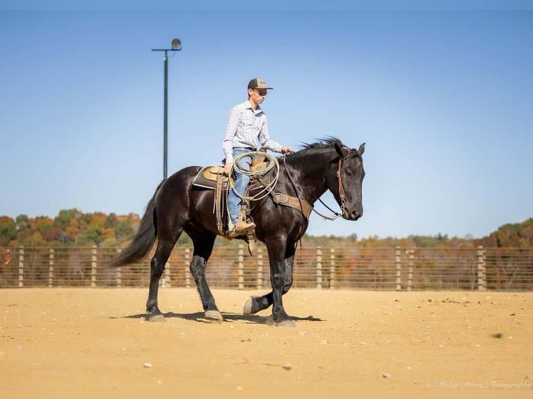 Percherón Mestizo Caballo castrado 5 años 165 cm Negro in Auburn, KY