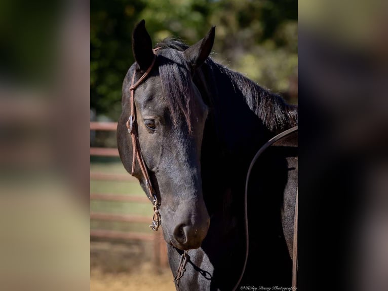 Percherón Mestizo Caballo castrado 5 años 165 cm Negro in Auburn, KY