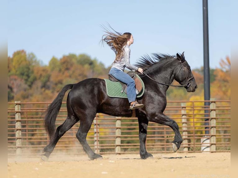 Percherón Mestizo Caballo castrado 5 años 165 cm Negro in Auburn, KY