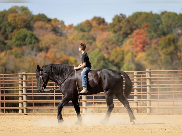 Percherón Mestizo Caballo castrado 5 años 165 cm Negro in Auburn, KY