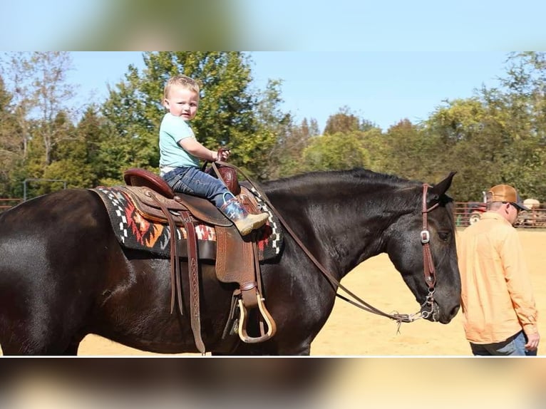 Percherón Mestizo Caballo castrado 5 años 165 cm Negro in Auburn, KY