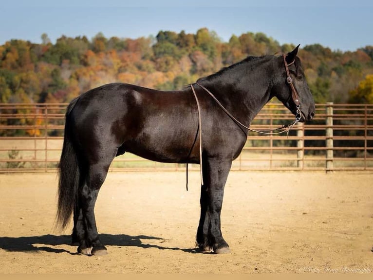 Percherón Mestizo Caballo castrado 5 años 165 cm Negro in Auburn, KY