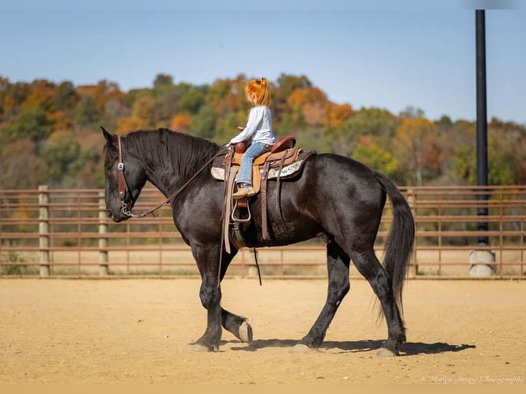 Percherón Mestizo Caballo castrado 5 años 165 cm Negro in Auburn, KY