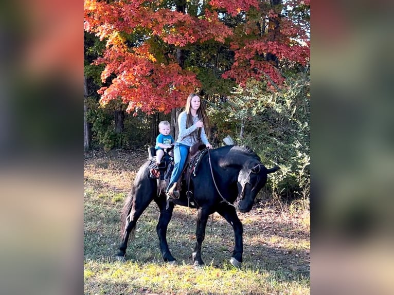 Percherón Mestizo Caballo castrado 5 años 165 cm Negro in Auburn, KY