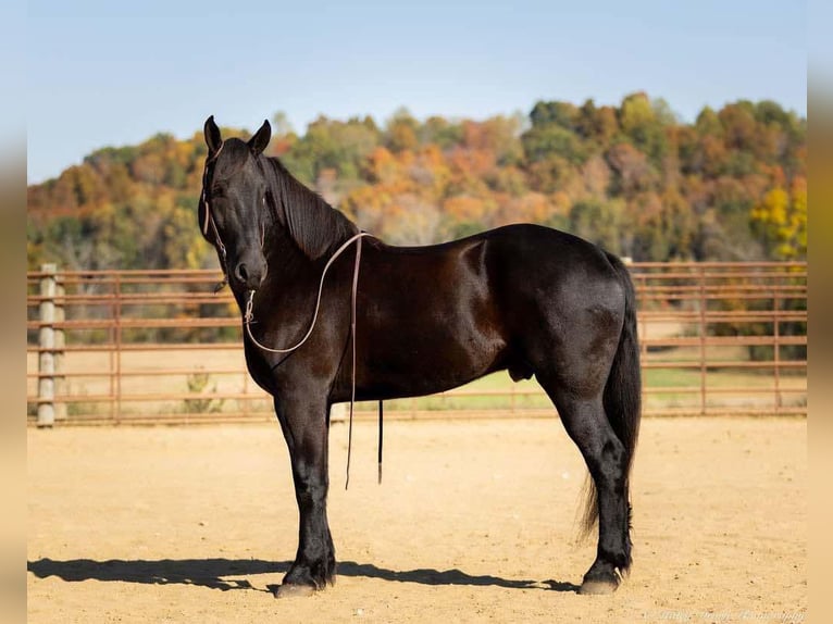 Percherón Mestizo Caballo castrado 5 años 165 cm Negro in Auburn, KY