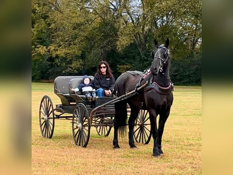 Percherón Mestizo Caballo castrado 5 años 165 cm Negro in Auburn, KY