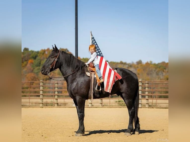 Percherón Mestizo Caballo castrado 5 años 165 cm Negro in Auburn, KY