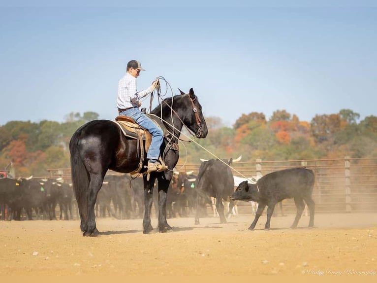 Percherón Mestizo Caballo castrado 5 años 165 cm Negro in Auburn, KY