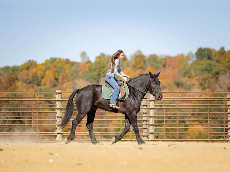 Percherón Mestizo Caballo castrado 5 años 165 cm Negro in Auburn, KY