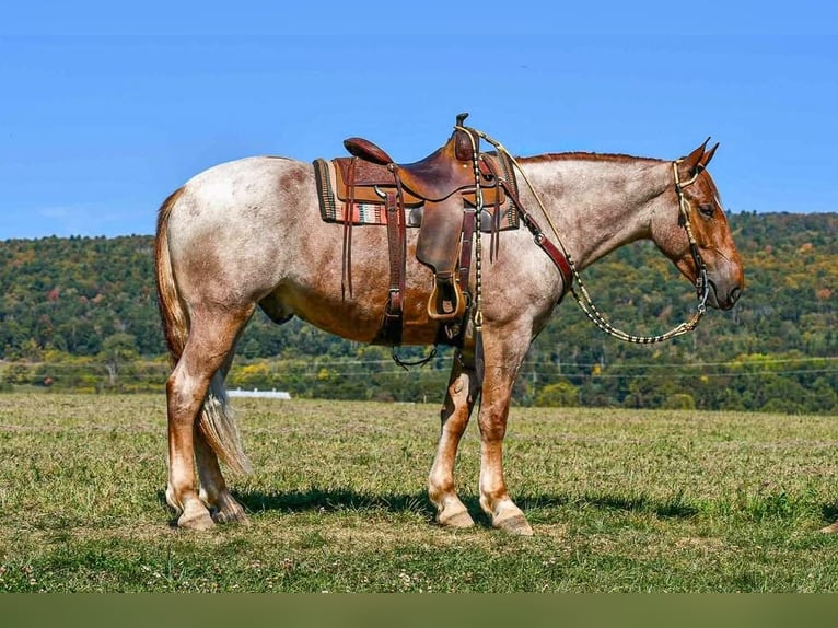 Percherón Mestizo Caballo castrado 5 años 165 cm Ruano alazán in Littlestown