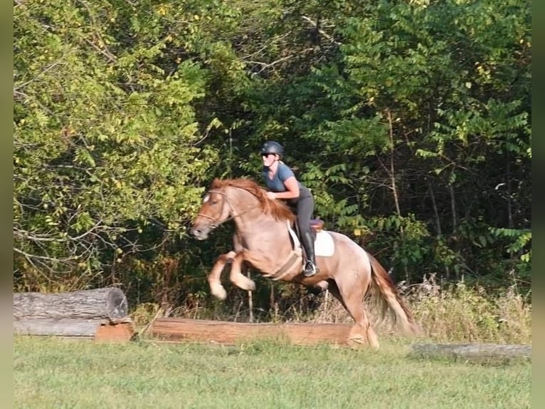 Percherón Mestizo Caballo castrado 5 años 165 cm Ruano alazán in Littlestown