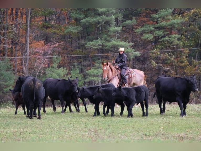 Percherón Mestizo Caballo castrado 5 años 165 cm Ruano alazán in Littlestown