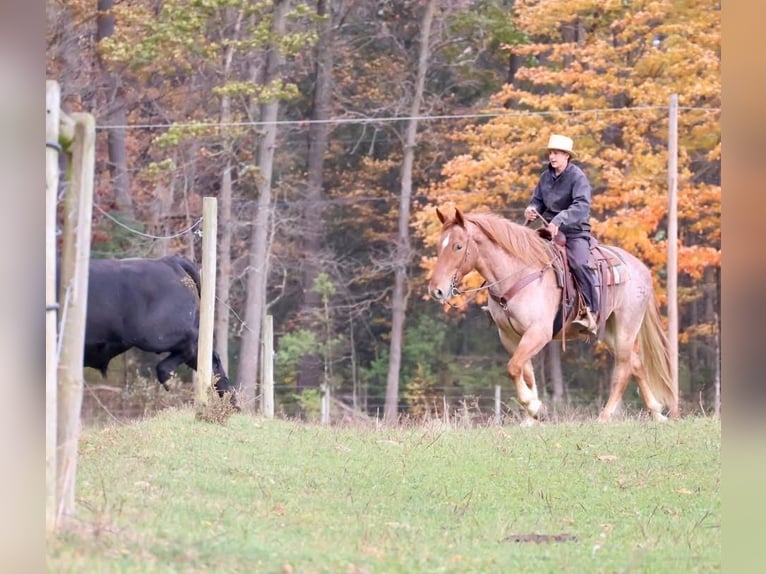 Percherón Mestizo Caballo castrado 5 años 165 cm Ruano alazán in Littlestown