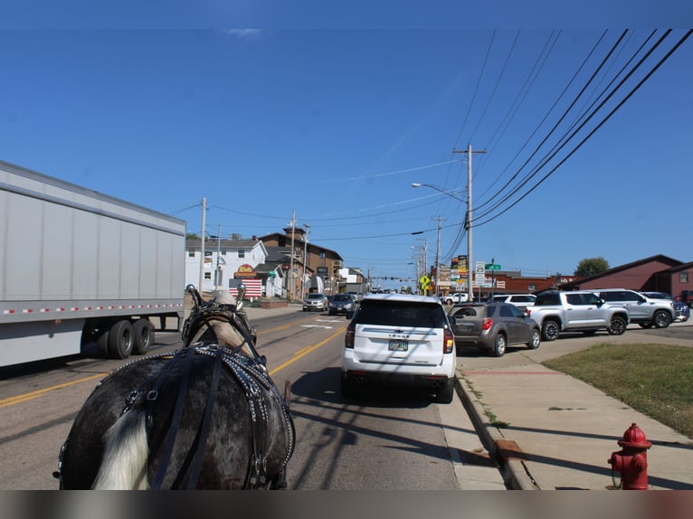 Percherón Caballo castrado 5 años 165 cm Tordo in Millersburg