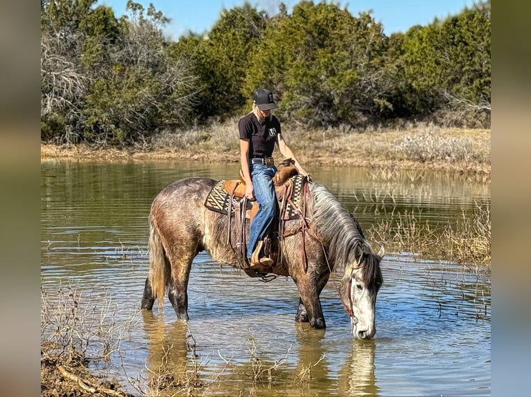 Percherón Caballo castrado 5 años 165 cm Tordo rodado in Jacksboro TX
