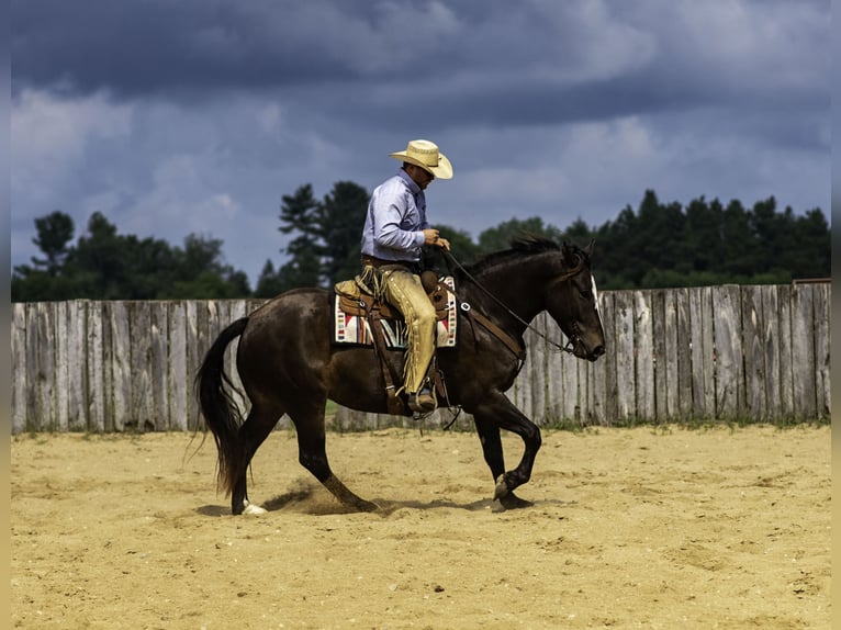 Percherón Mestizo Caballo castrado 5 años 168 cm Castaño in Nevis, MN