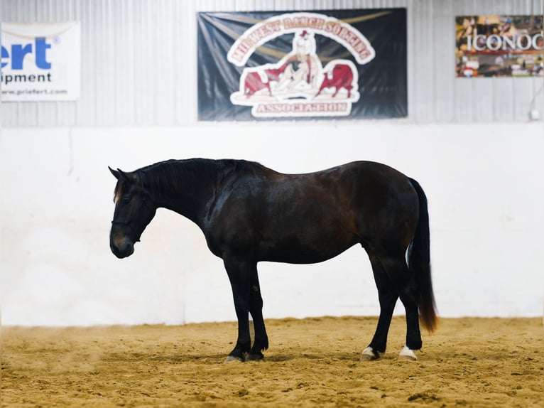 Percherón Mestizo Caballo castrado 5 años 168 cm Castaño in Nevis, MN