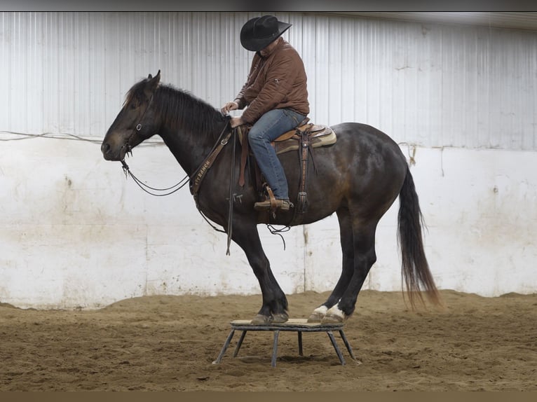 Percherón Mestizo Caballo castrado 5 años 168 cm Castaño in Nevis, MN
