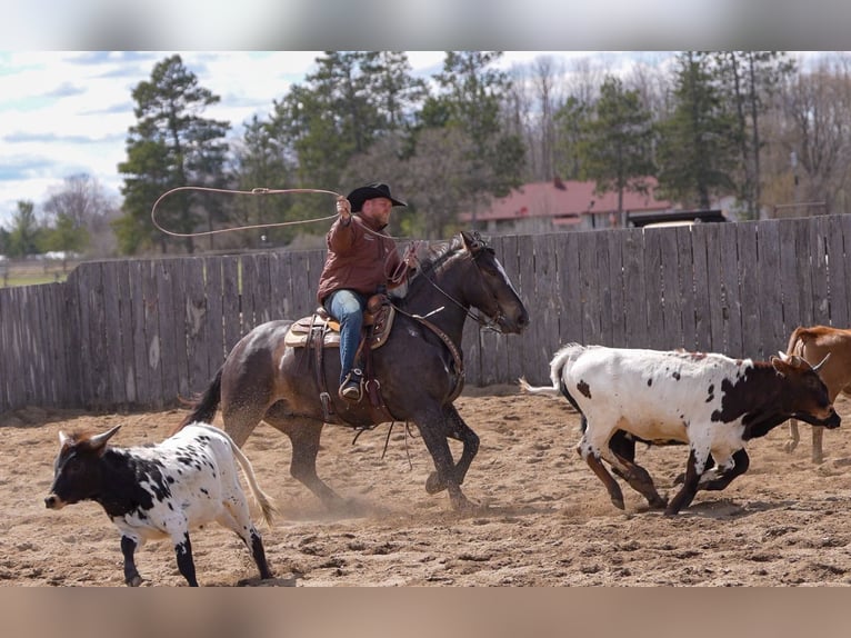 Percherón Mestizo Caballo castrado 5 años 168 cm Castaño in Nevis, MN